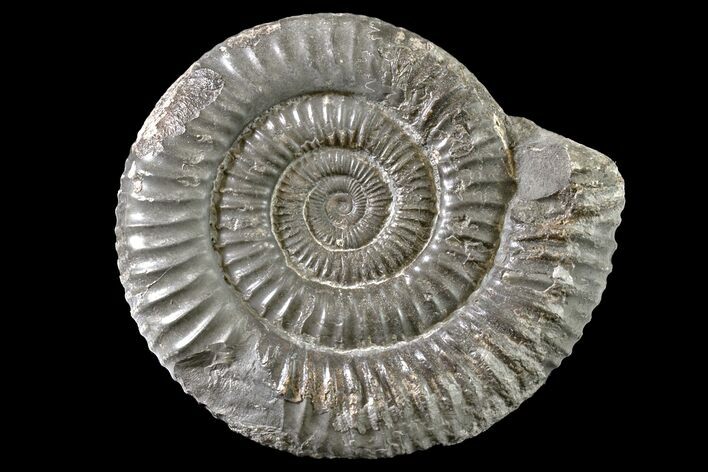 Ammonite (Dactylioceras) Fossil - England #163022